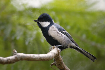 Great Tit - Parus major, common tit from Asian gardens and forests, Sri Lanka.