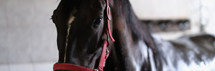 Young black horse stands in stable in halter closeup