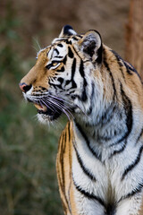 Naklejka premium トラ 寅 トラの表情 虎のポートレート 虎