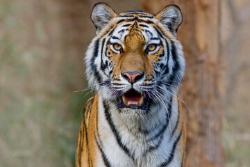 トラ　寅　トラの表情　虎のポートレート　虎
