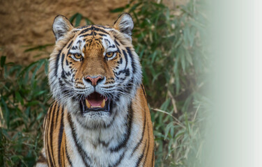 トラ　寅　トラの表情　虎のポートレート　虎