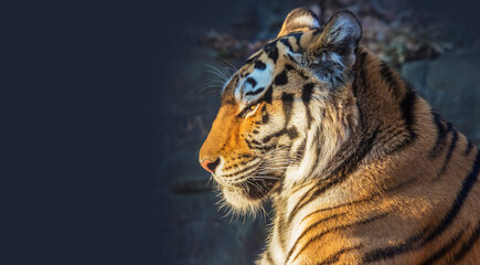 トラ　寅　トラの表情　虎のポートレート　虎