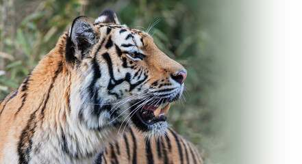 トラ　寅　トラの表情　虎のポートレート　虎