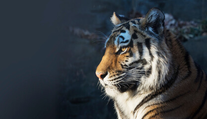 トラ　寅　トラの表情　虎のポートレート　虎