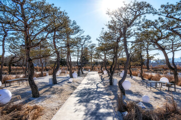 Pine tree trail