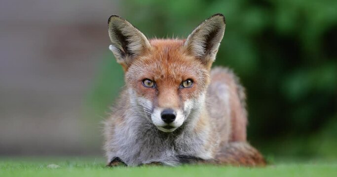 Close up of a Red fox lying on grass, UK.