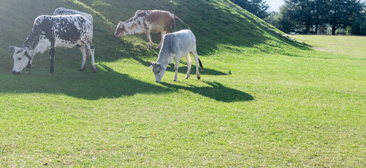 Cow is Eating on the green grass in Shogran National Park. 