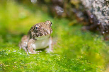 水辺のカエル　土蛙　カエル　蛙　