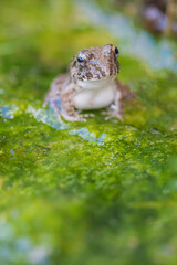 水辺のカエル　土蛙　カエル　蛙　