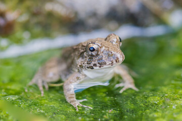 水辺のカエル　土蛙　カエル　蛙　