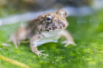 水辺のカエル　土蛙　カエル　蛙　