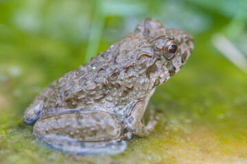 水辺のカエル　土蛙　カエル　蛙　