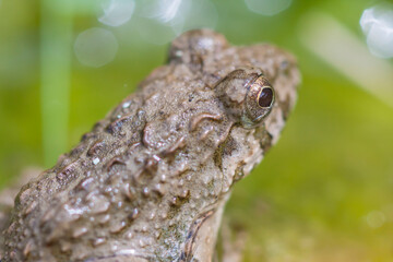 水辺のカエル　土蛙　カエル　蛙　
