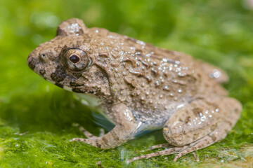 水辺のカエル　土蛙　カエル　蛙　