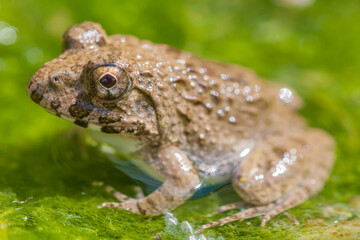 水辺のカエル　土蛙　カエル　蛙　