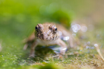 水辺のカエル　土蛙　カエル　蛙　