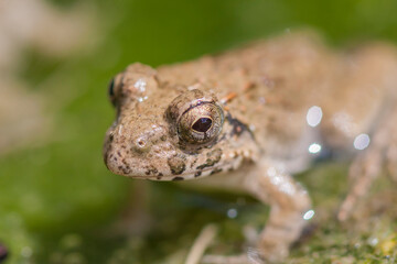 水辺のカエル　土蛙　カエル　蛙　