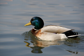 Male Mallard (Anas platyrhynchos) swimming by the sea