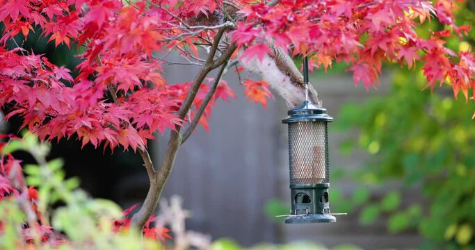 Grey Squirrel eating from a bird feeder on a colorful Japanese Maple tree, UK. Slow motion.