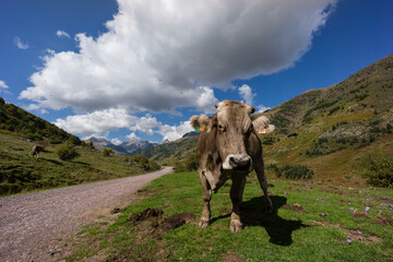 vaca junto a la pista, valle de Guarrinza, pirineo aragones,Huesca,Spain
