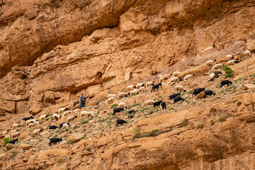 rebaño de ovejas en los riscos, Gargantas del Todgha, Alto Atlas, Marruecos, Africa