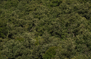 Puerto de Sancho Leza, La Rioja , Spain, Europe