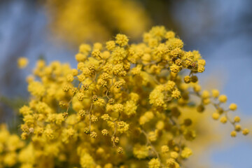 Early blooming of Golden Wattle Flower (Acacia pycnantha, Mimosa tree) in January,Italy.Spring time.Ecology.