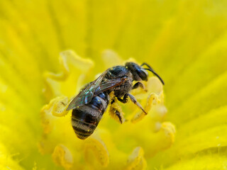 A Small Bee on a yellow flower. Bee on yellow flower in blur background, Photo Formats