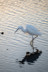 great blue heron ardea cinerea