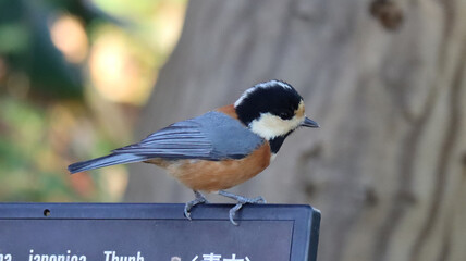 遊んでいるヤマガラの写真
