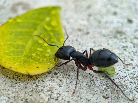 Black garden ant or common black ant on wood looking towards leaf