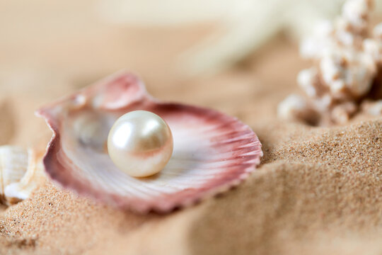 Shell with a pearl closeup