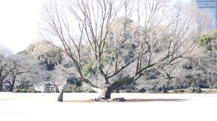雪化粧した公園の写真