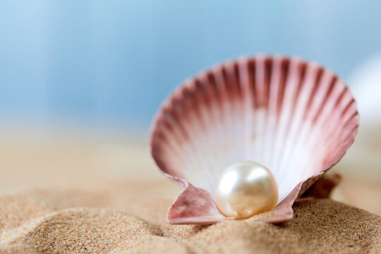 Shell with a pearl closeup