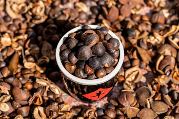 Camellia seeds harvested in autumn