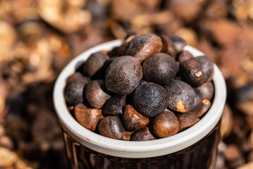 Camellia seeds harvested in autumn