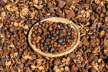Camellia seeds harvested in autumn