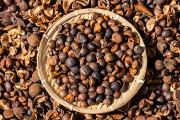 Camellia seeds harvested in autumn
