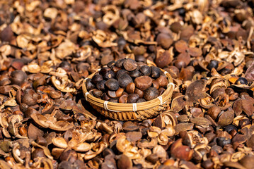 Camellia seeds harvested in autumn