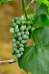 green grapes in the garden