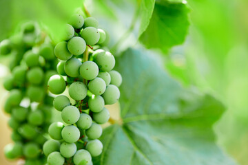 green grapes in the garden
