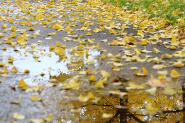 イチョウの落ち葉