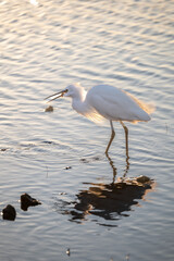egret with legs in water