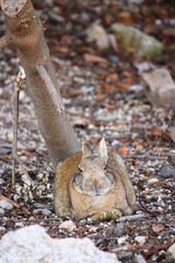 野生のうさぎの写真（日本　広島　大久野島）