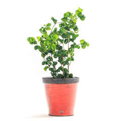 観葉植物、カール葉が魅力のフィカス・バロックの鉢植え【白背景】