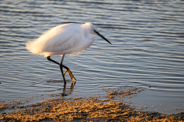 an egret in the water one paw raised

