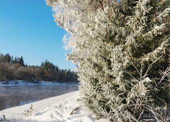 wonderful thick and white frost covers the trees on the river bank, close-up view of frosted...