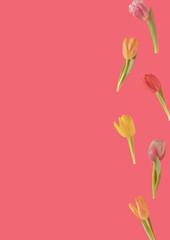 colorful adorable fresh tulips in the air against ping background. creative easter decoration idea with copy space