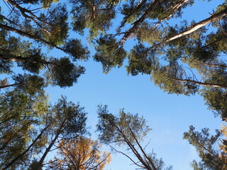 Autumn in a pine (Pinus) forest, a view from below of the crowns of tall trees that form an unusual graphic against a bright blue sky.
