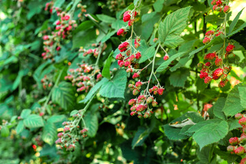 raspberry bushes in the garden